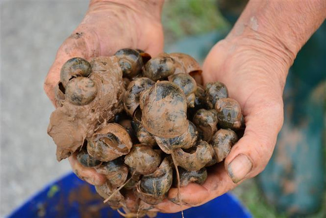 An Giang: Xuất hiện 17 loài ngoại lai xâm hại và có nguy cơ xâm hại ảnh 1