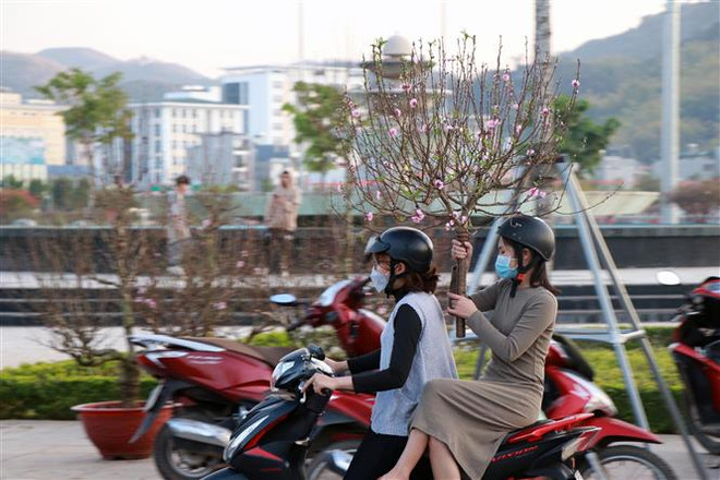 Người dân Sơn La mua hoa đào chơi Tết. (Ảnh: Hữu Quyết/TTXVN) Sơn La tạo các điều kiện thuận lợi cho người dân về quê đón Tết ảnh 1