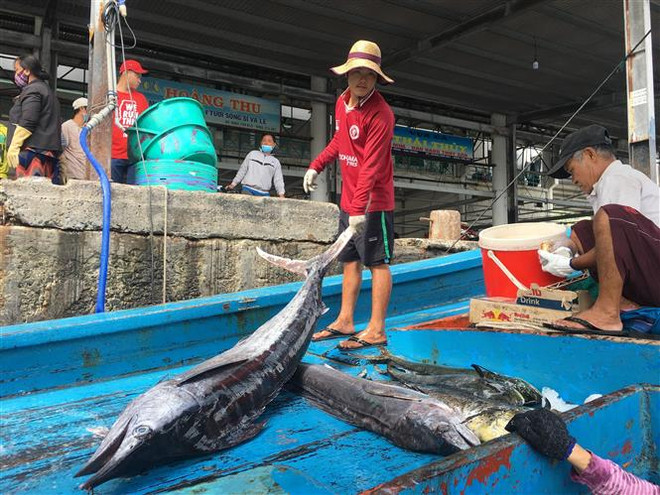 (Ảnh: TTXVN) Ngư dân Khánh Hòa trúng đậm cá ngừ đại dương chuyến biển cuối năm ảnh 2