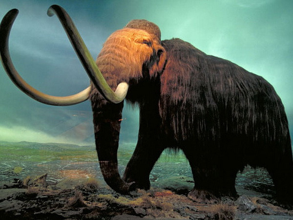 Tranh cãi gay gắt xung quanh việc nhân bản vô tính voi mamút ảnh 1