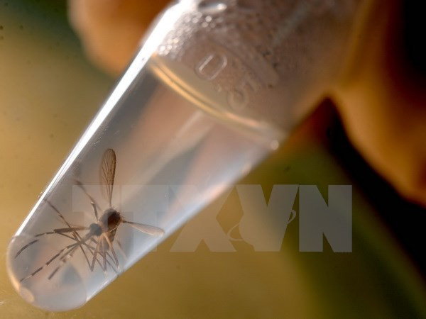 Nghiên cứu loài muỗi Aedes, vật trung gian truyền virus Zika, tại phòng thí nghiệm ở trường Đại học El Salvador, thủ đô San Salvador của El Salvado ngày 3/2. (Nguồn: AFP/TTXVN) Colombia thông báo 3 trường hợp tử vong do biến chứng Zika ảnh 1