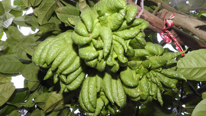 Tây Ninh: Trồng cây phật thủ cho thu nhập 300 triệu đồng mỗi năm ảnh 2