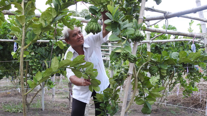 Tây Ninh: Trồng cây phật thủ cho thu nhập 300 triệu đồng mỗi năm ảnh 1