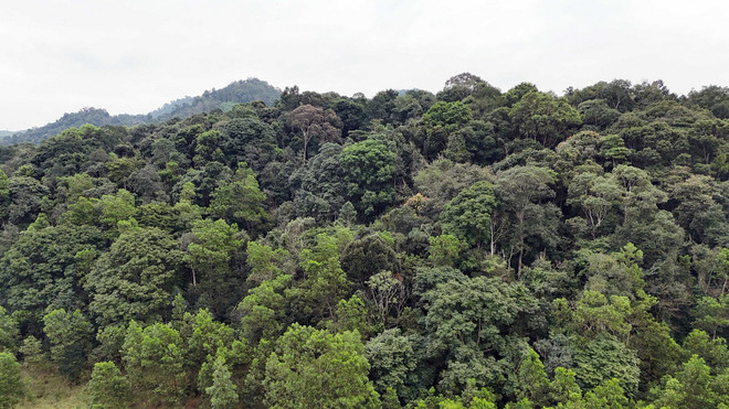 TTXVN_0210 rung phong ho Ha Tinh.jpg