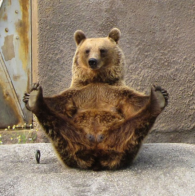 Thư giãn hết cỡ với những động tác yoga "siêu chuẩn" của loài vật ảnh 10