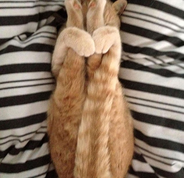 Thư giãn hết cỡ với những động tác yoga "siêu chuẩn" của loài vật ảnh 11