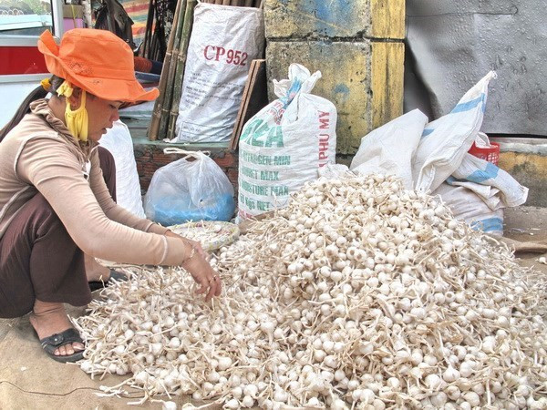 Nông dân huyện đảo Lý Sơn phân loại tỏi khô. (Ảnh: Thanh Long/TTXVN) Lý Sơn vẫn còn khoảng 700 tấn tỏi khô chưa được tiêu thụ ảnh 1