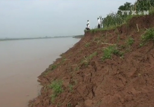[Video] Sạt lở nghiêm trọng bờ, bãi sông Hồng tại Phú Thọ ảnh 1