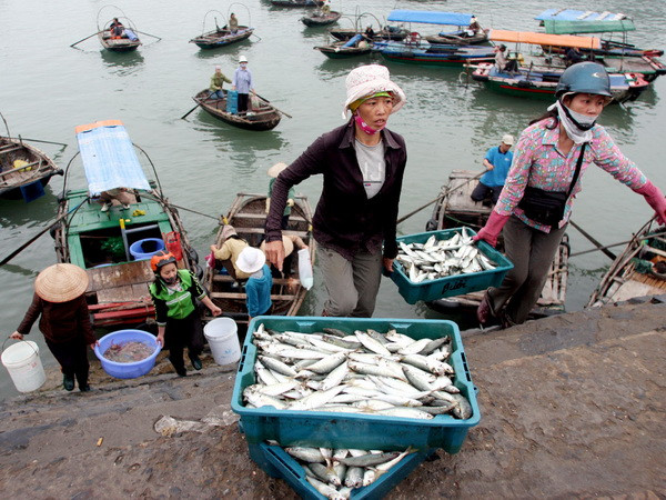 Điều chỉnh chỉ tiêu quy hoạch cảng cá khu vực đảo Cát Bà ảnh 1