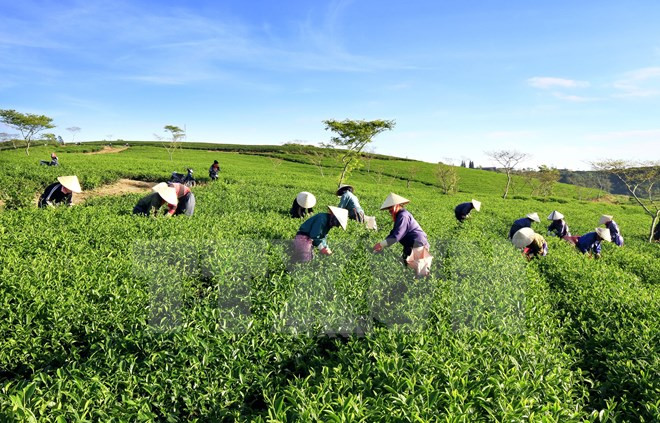 Tái cơ cấu doanh nghiệp nhà nước gắn trách nhiệm người đứng đầu ảnh 1