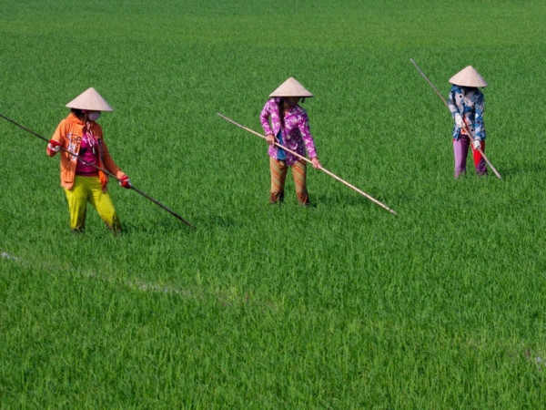 Chăm sóc lúa chất lượng cao đạt yêu cầu xuất khẩu. (Nguồn ảnh: TTXVN) Phát triển sinh kế giúp nông dân ứng phó biến đổi khí hậu ảnh 1