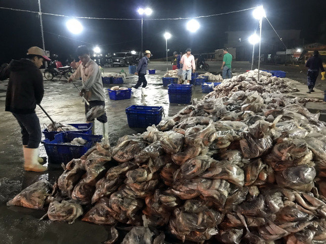 Vươn khơi khai thác xa bờ gắn với bảo vệ nguồn lợi thủy sản ảnh 2