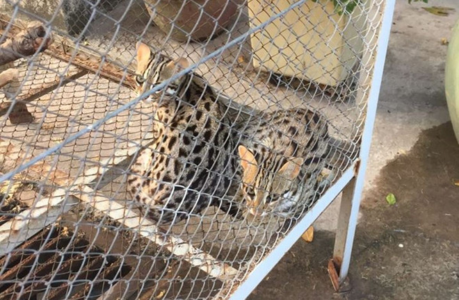 Nhiều cá thể động vật hoang dã quý hiếm được cứu hộ trong tháng 12 ảnh 3