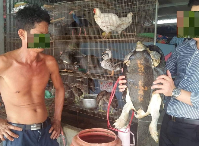 Nhiều cá thể động vật hoang dã quý hiếm được cứu hộ trong tháng 12 ảnh 5