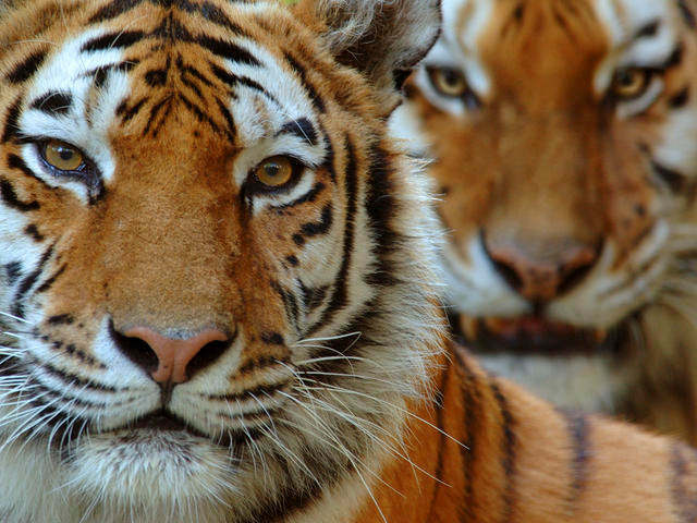Hai cá thể hổ Amur. (Nguồn: World Wildlife Fund) Số lượng cá thể loài hổ quý Amur của Nga tăng vọt chỉ trong 10 năm ảnh 1