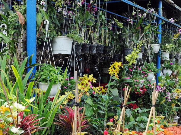 Nhiều loại lan đặc biệt khoe sắc tại Hội hoa lan Thành Đông ảnh 1