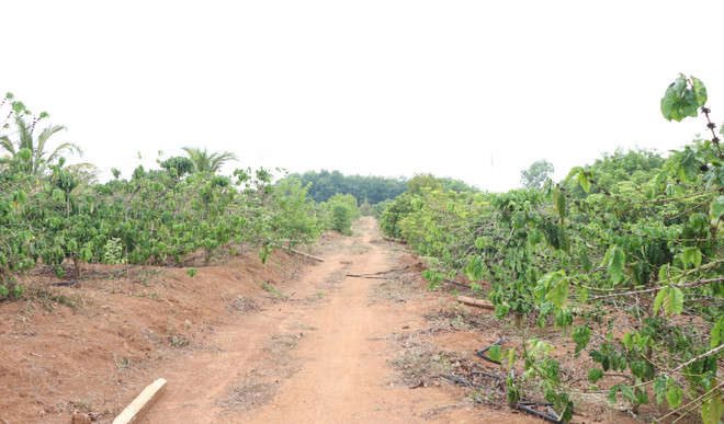 Kon Tum: Khởi tố 2 cán bộ liên quan sai phạm bồi thường thu hồi đất ảnh 1