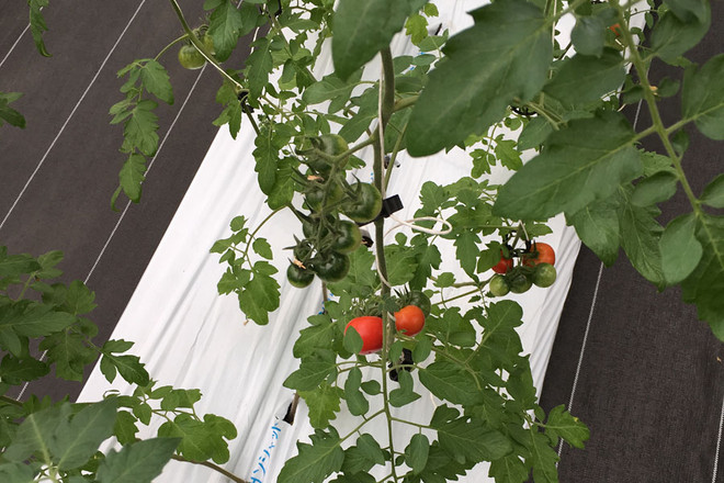 Bài 3: Gỡ “nút thắt” nào để hút doanh nghiệp đầu tư vào nông nghiệp? ảnh 3