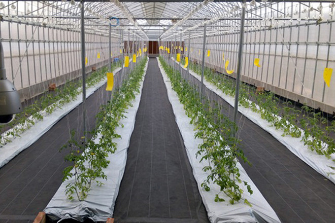 Nông nghiệp Việt: “Miếng bánh” thơm thu hút đầu tư công nghệ cao ảnh 2