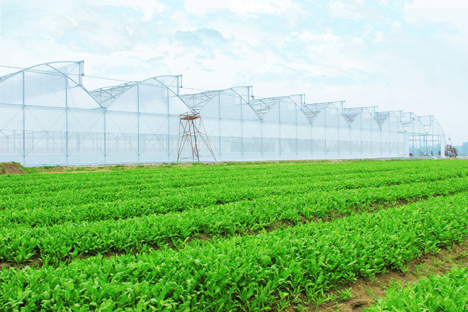 Nông nghiệp Việt: “Miếng bánh” thơm thu hút đầu tư công nghệ cao ảnh 3