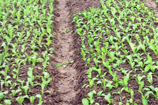 Đồng Nai: Hàng chục hộ dân trồng rau sạch bị nợ tiền nhiều tháng ảnh 1