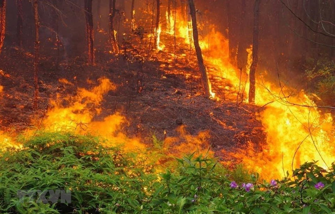 Vĩnh Phúc: Điều tra nguyên nhân vụ cháy rừng trồng tại Phúc Yên ảnh 1