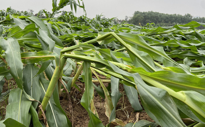 Yên Bái: Mưa lũ làm sập trôi 1 căn nhà, hỏng 3 công trình thủy lợi ảnh 1