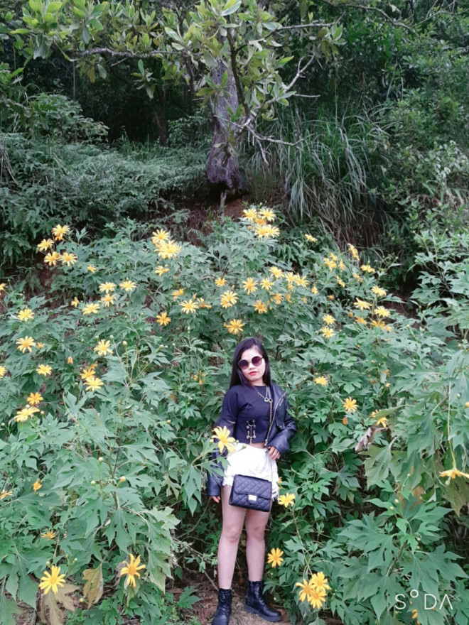 Du khách nườm nượp đổ về Vườn Quốc gia Ba Vì ngắm hoa dã quỳ nở rộ ảnh 1