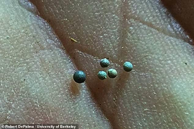 'Nghĩa địa hóa thạch' tiết lộ thảm kịch kinh hoàng 66 triệu năm trước ảnh 3