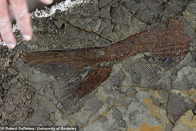 'Nghĩa địa hóa thạch' tiết lộ thảm kịch kinh hoàng 66 triệu năm trước ảnh 2