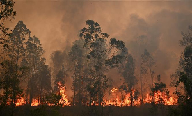 Hiện trường vụ cháy rừng tại Bobin, Australia, ngày 9/11/2019. (Ảnh: AFP/ TTXVN) Australia bắt một người đàn ông cố tình đốt cây gây cháy rừng lan rộng ảnh 1