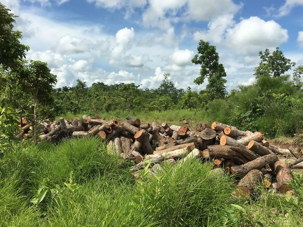 Nghệ An: Tạm giam Trạm trưởng Quản lý rừng phòng hộ xã Nậm Càn ảnh 1