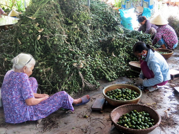 Thương lái đổ xô mua cau quả non giá cao tại Thừa Thiên-Huế ảnh 1
