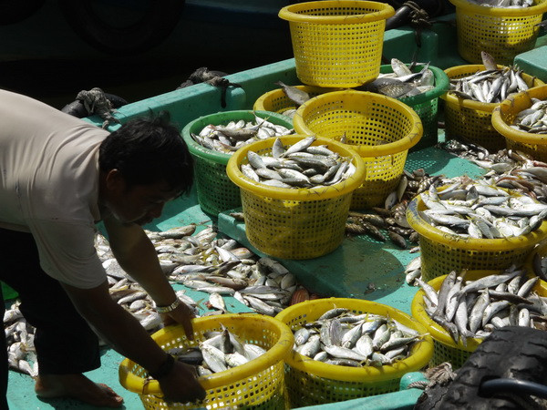 Tập đoàn chế biến hải sản Thái Lan lập liên doanh tại Việt Nam ảnh 1