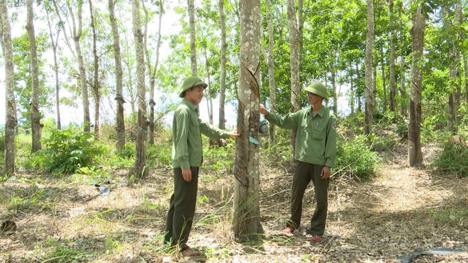 ttxvn_ia Punch (2).jpg