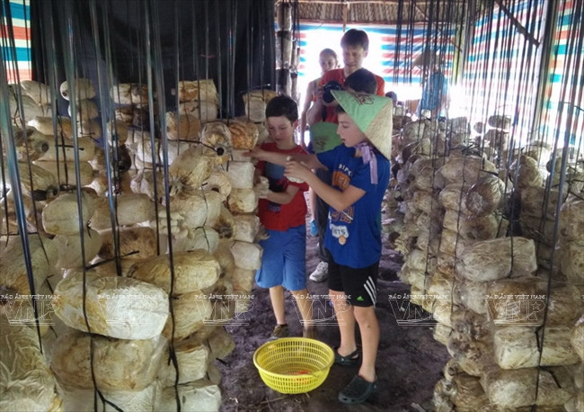 Du khách Tây thích thú "hóa thân" thành nông dân miệt vườn Nam Bộ ảnh 7