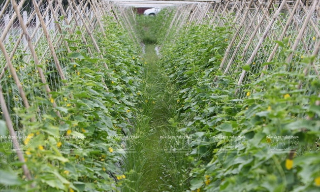 Du khách Tây thích thú "hóa thân" thành nông dân miệt vườn Nam Bộ ảnh 2