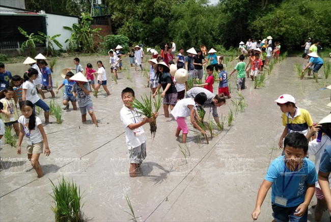 Du khách Tây thích thú "hóa thân" thành nông dân miệt vườn Nam Bộ ảnh 3