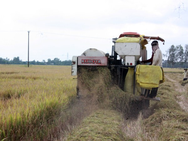 Giá lúa ĐBSCL vẫn ở mức cao, không có dấu hiệu thương lái chèn ép ảnh 1