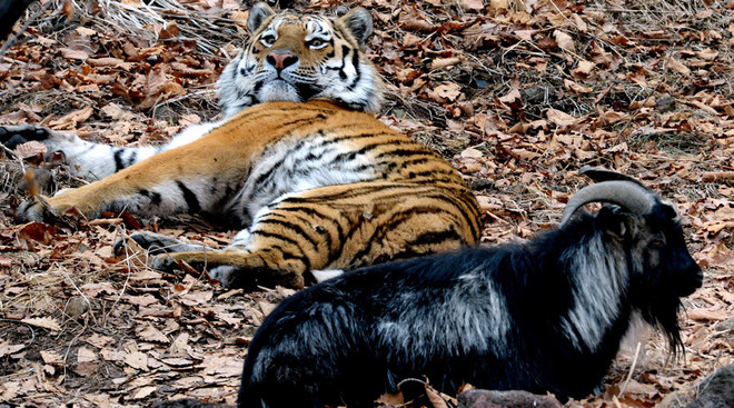 Các chuyên gia đau đầu vì tình bạn quá thân thiết giữa hổ và dê ảnh 1