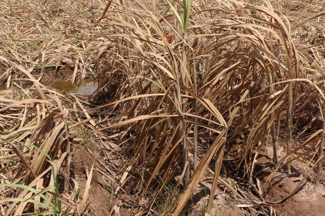 Nguy cơ thiếu hụt trầm trọng nguyên liệu sản xuất vì hạn, mặn ảnh 1