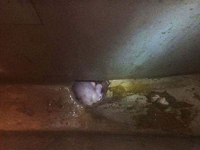 Bé sơ sinh thoát chết thần kỳ sau khi bị mẹ xả xuống bồn cầu ảnh 2