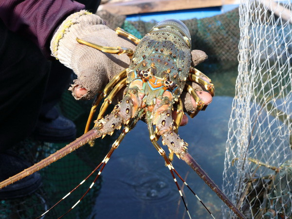 Nuôi tôm ứng dụng công nghệ cao - cơ hội mới để nâng kim ngạch ảnh 1