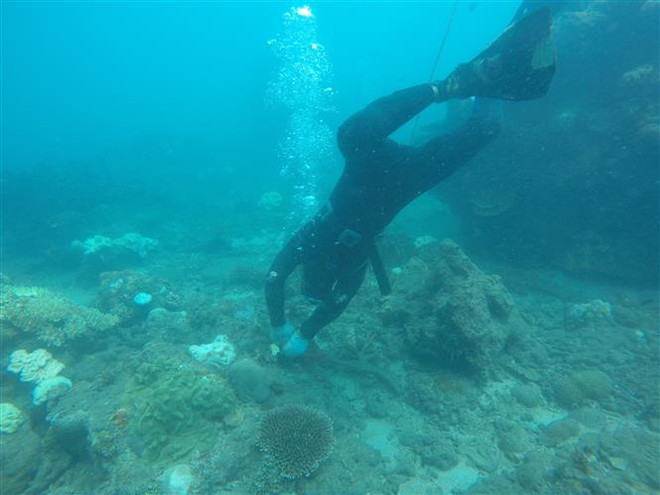 Phục hồi thành công san hô trên nền đáy tự nhiên và nhân tạo ảnh 1