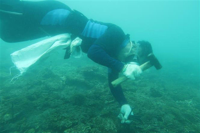 Phục hồi thành công san hô trên nền đáy tự nhiên và nhân tạo ảnh 2