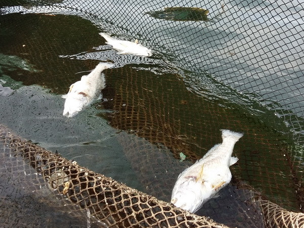 Cá lồng trên sông Lô chết hàng loạt sau khi xuất hiện váng dầu ảnh 1