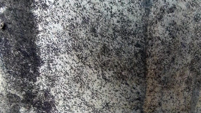 Khuyến cáo người dân phòng ngừa, xử lý côn trùng bay vào nhà ảnh 1