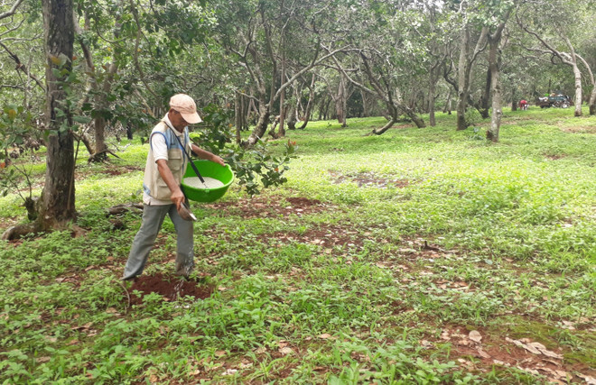Bình Phước: Điều tra, làm rõ vụ phá hoại vườn điều của nông dân ảnh 1