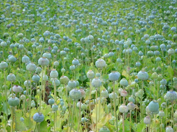 New England đối mặt với hiểm họa: Thói nghiện heroin! ảnh 1