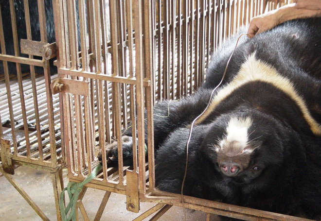 Nghệ sĩ Trung Anh, Xuân Bắc kêu gọi cộng đồng không sử dụng mật gấu ảnh 3